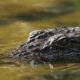 Cauvery River Crocodile