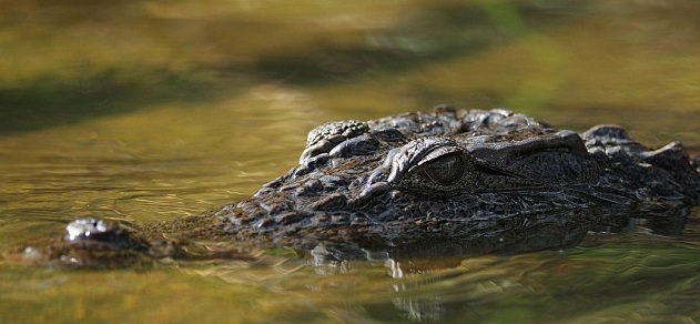 Cauvery River Crocodile