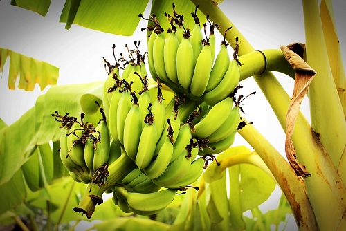 banana-health-benefits-kannada