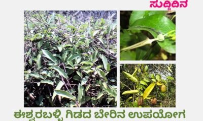 indian birthwort, Aristolochia tagala