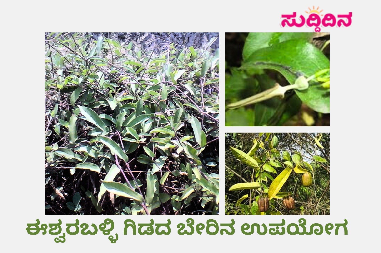 indian birthwort, Aristolochia tagala